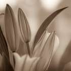USA, Washington State, Seabeck. Black and white sepia of lily flower buds. Art Print